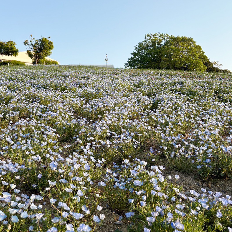 ネモフィラの丘
